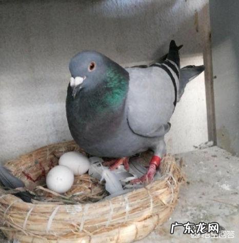 喂鸽子牛磺酸有什么好处?