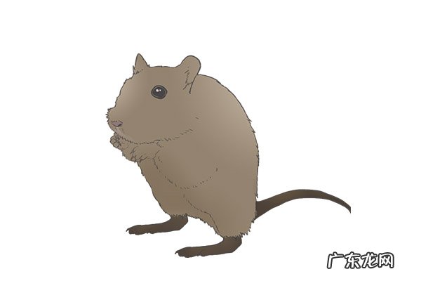 鼠疫的传播途径主要有 鼠疫的传播途径