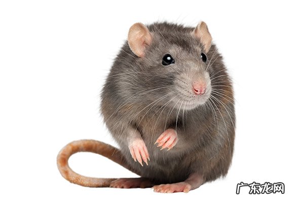 鼠疫的传播途径主要有 鼠疫的传播途径