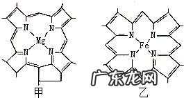 叶绿素有什么作用，这种保健品靠谱吗？