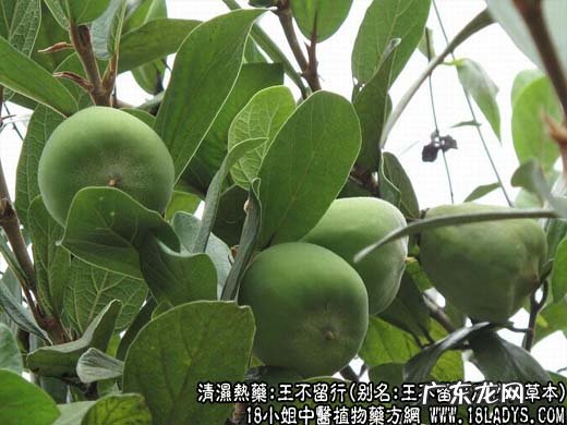 王不留行_王不留行图片_王不留行的功效与作用