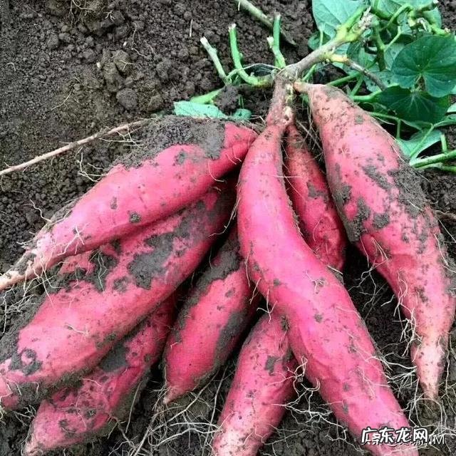 番薯可以做蛋糕和冰淇淋吗?