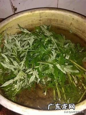 坐月子期间,婆婆让用艾草洗澡,这种方式对吗?有什么帮助?