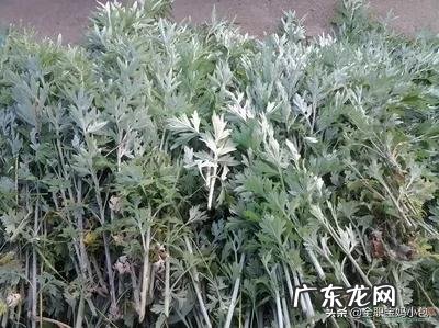 坐月子期间,婆婆让用艾草洗澡,这种方式对吗?有什么帮助?