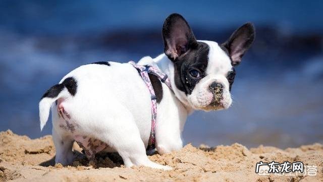 纯种法斗有什么特征好养吗