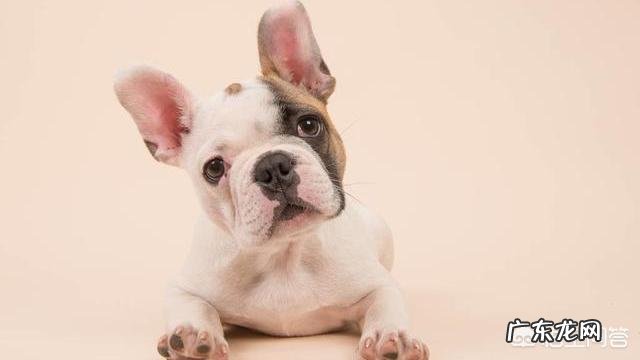 纯种法斗有什么特征好养吗