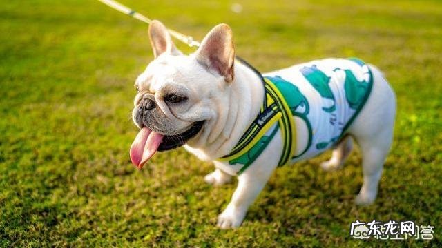 纯种法斗有什么特征好养吗