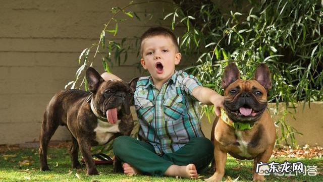 纯种法斗有什么特征好养吗