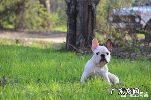 纯种法斗有什么特征好养吗