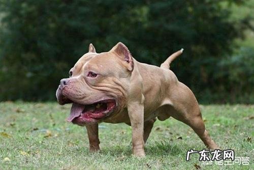 纯种法斗有什么特征好养吗