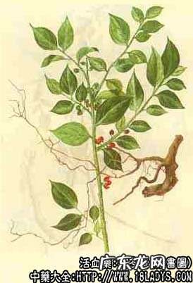 毛冬青图片_毛冬青的功效与作用