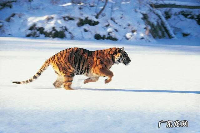 狮子座习惯一件事需要多久?为何?