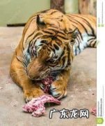 狮子座习惯一件事需要多久？为何？