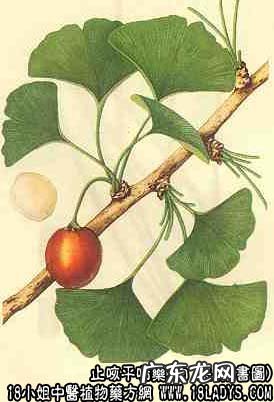 白果图片_白果的功效与作用