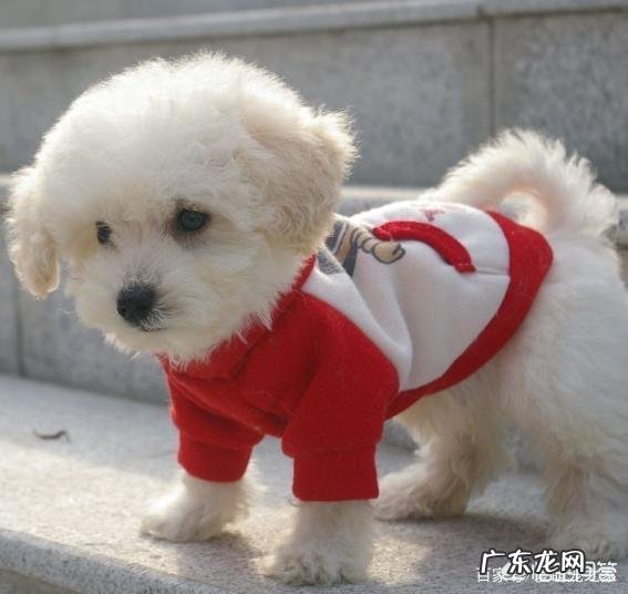 饲养比熊犬保持什么习惯能延长它的寿命