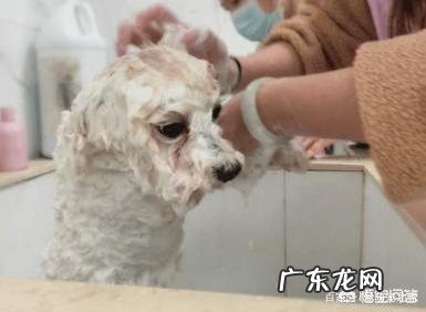 饲养比熊犬保持什么习惯能延长它的寿命