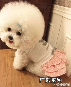 饲养比熊犬保持什么习惯能延长它的寿命