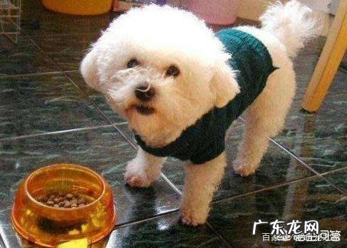 饲养比熊犬保持什么习惯能延长它的寿命