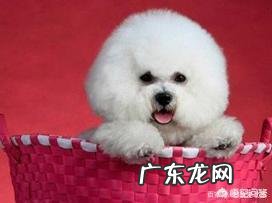 饲养比熊犬保持什么习惯能延长它的寿命