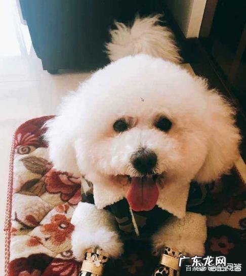 饲养比熊犬保持什么习惯能延长它的寿命