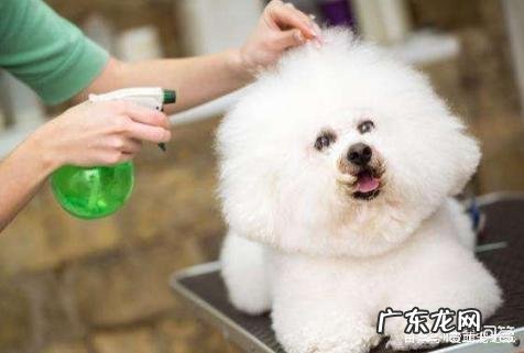 饲养比熊犬保持什么习惯能延长它的寿命