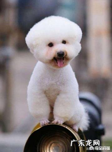 饲养比熊犬保持什么习惯能延长它的寿命