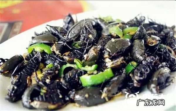 水曱甴的功效_吃法_禁忌_价格