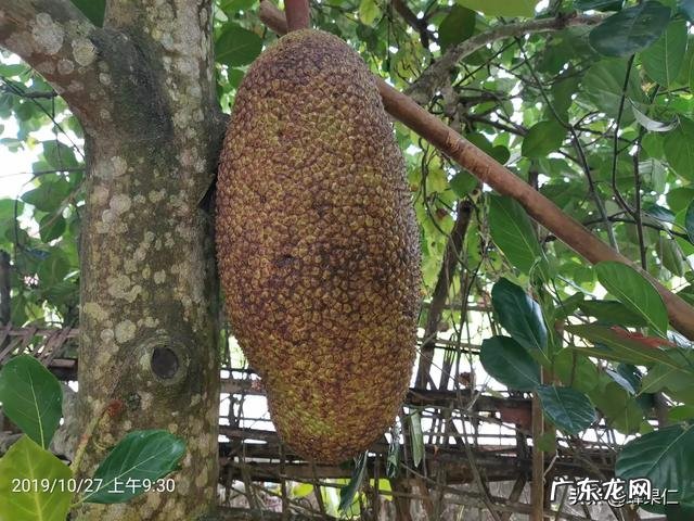 想种马来西亚1号菠萝蜜，这个品种以后市场前景如何呢？