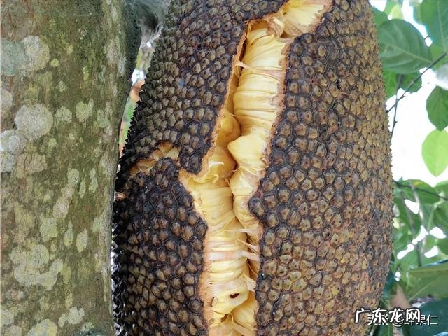 想种马来西亚1号菠萝蜜，这个品种以后市场前景如何呢？