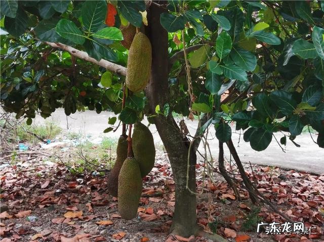 想种马来西亚1号菠萝蜜，这个品种以后市场前景如何呢？