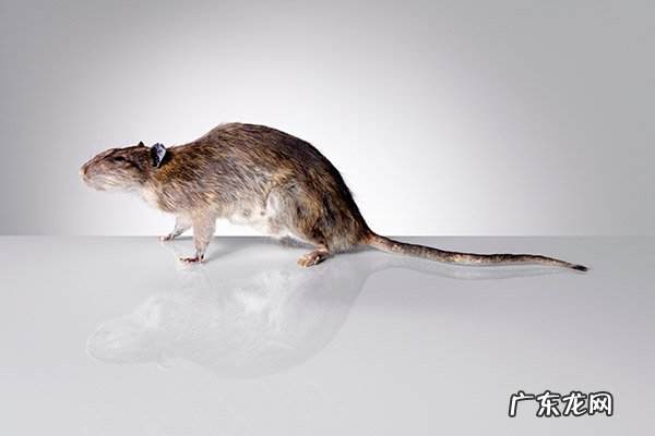 什么情况会染上鼠疫 如何预防鼠疫