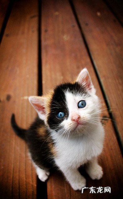 肾病如何拔罐针灸双管齐?