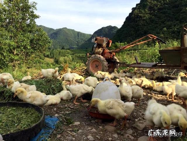 鹅长到多少天开始吃的多了