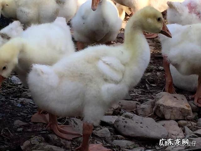 鹅长到多少天开始吃的多了