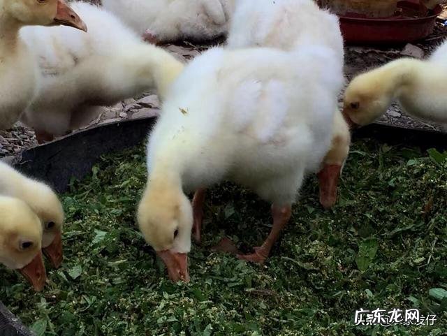 鹅长到多少天开始吃的多了