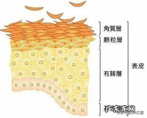 去角质能预防哪些皮肤问题