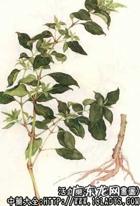 牛膝图片_牛膝的功效与作用