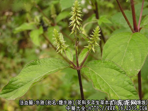 牛膝图片_牛膝的功效与作用