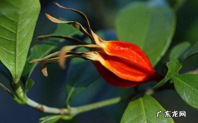 什么样的女性容易得痛风?