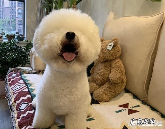 饲养比熊幼犬,有哪些基础要做好