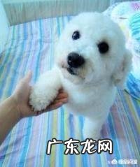 饲养比熊幼犬，有哪些基础要做好