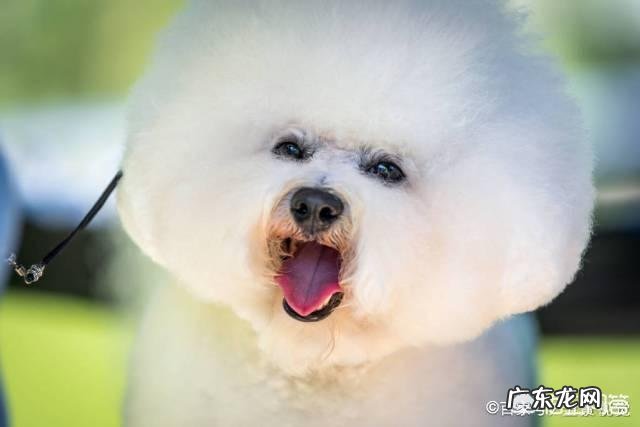 饲养比熊幼犬,有哪些基础要做好