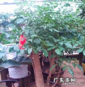 同异性喝交杯酒女性故意把酒洒在肩上是什么意思？