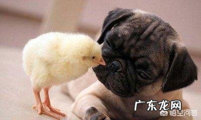 天气热的时候,不适合对巴哥犬做什么?