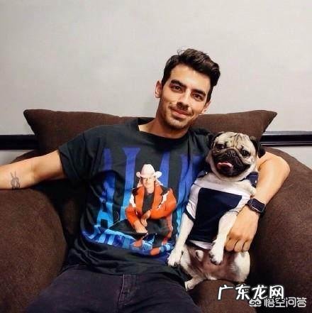 天气热的时候,不适合对巴哥犬做什么?