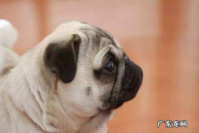 天气热的时候,不适合对巴哥犬做什么?