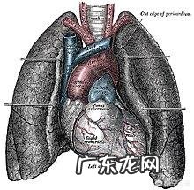 为什么人们吸进去的是氧气,呼出来就变成二氧化碳了?