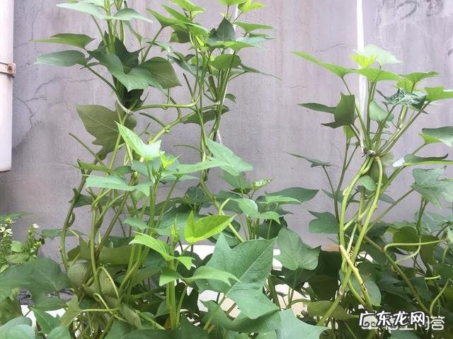 农村常见的白薯叶能做什么美食?