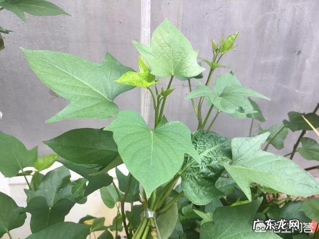 农村常见的白薯叶能做什么美食?