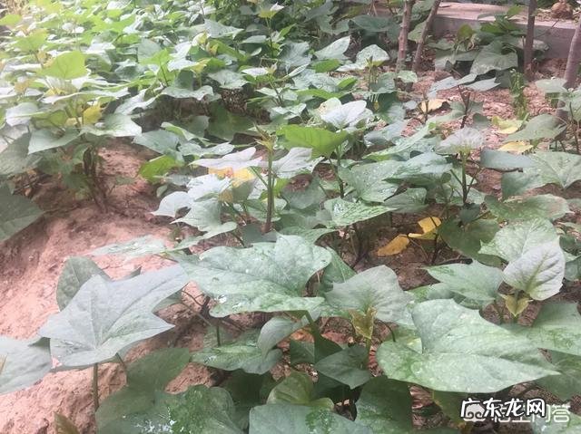 农村常见的白薯叶能做什么美食?